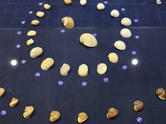 -青岛贝壳博物馆