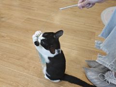 -有喵·猫咖·狗咖·30几只猫10只小狗(岗厦店)