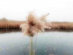 -苏州太湖湖滨国家湿地公园