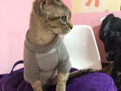 -李小姐の猫咖啡馆(五角场店)