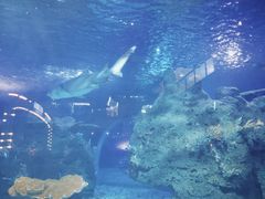 -江和美海洋公园