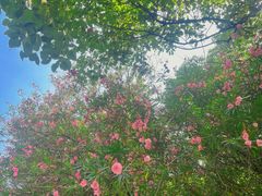 -人民公园-相亲角