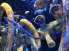 -悉尼海洋生物水族馆