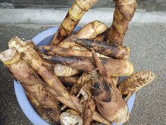 -都江堰中华大熊猫苑