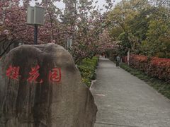 -高东镇樱花园