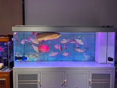 -中环花鸟鱼虫市场