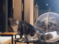 -瞄一喵猫咖(格力海岸店)