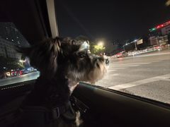 -天使宠物医院·犬猫分诊(彩虹店)