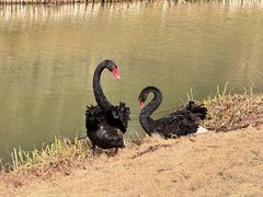 -荷兰花海