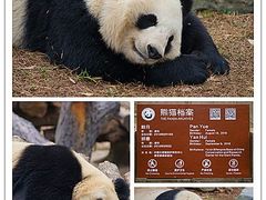 -都江堰中华大熊猫苑