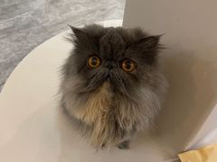-More Fun猫咖 二十只万元加菲主题