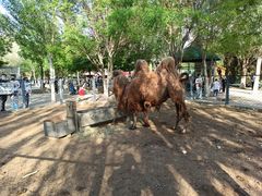 -长白岛森林公园