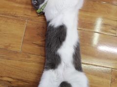 -喵园·猫主题咖啡厅·撸猫·猫咖(国贸店)