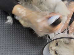 -宠颐生斯嘉宠物医院·急重症·心内科(谷阳北路分院)