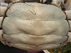 -黄记大闸蟹专卖店·活蟹·醉蟹