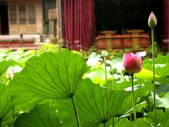 IMG_5229-茂德公草堂
