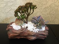 -龙大花卉苗木市场