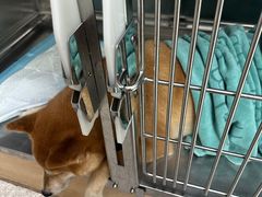 -谐和贝康宠物医院24小时·宠保定点(急重症转诊中心)