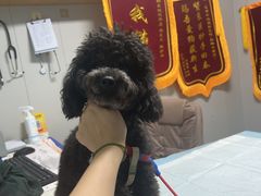 -半岛宠物医院24小时(科华中路店)