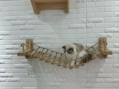 -momokira米努特·德文卷毛猫·棉花面纱犬