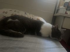 -凯特喵百思猫专科医院