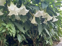 -广西壮族自治区药用植物园