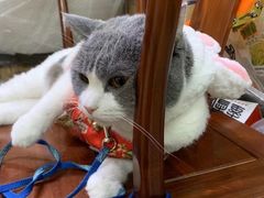 -瑞派动物医院·绝育·犬猫全科·预防医学(光景江南中店)