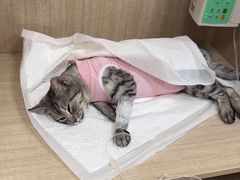 -北京观赏动物医院·24小时大型综合·猫专科·异宠专科