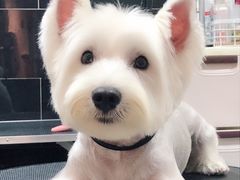 -小尾巴宠物店(万科·金域华庭店)