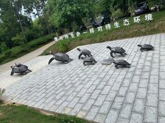 -广东惠东海龟国家级自然保护区