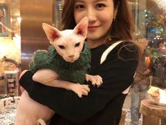 -more than meow吴止猫主题餐厅(承德 中船汇店)
