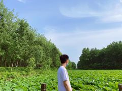 -合肥滨湖国家森林公园