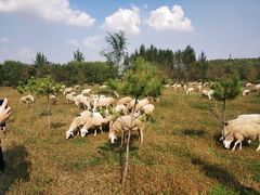 -蒲河岛湿地公园