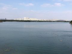 -贡湖湾湿地公园