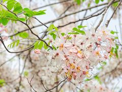 -白石龙音乐公园