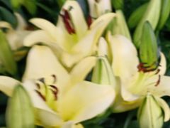 -桂林市花鸟市场