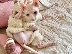 -喵zoo家庭繁育猫舍(尖东智能花园店)
