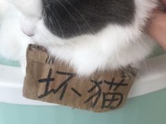 -怪兽屋·羊驼·猫咖·狗咖(俊华广场店)