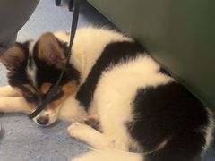 -顺强宠物诊所·狂犬免疫·夜诊·骨科(嘉定店)