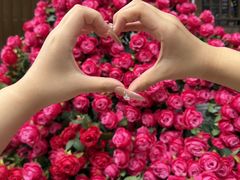 -洛阳白云山景区