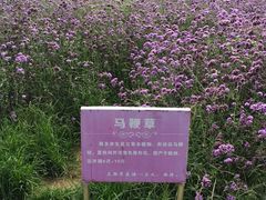 -北京东方普罗旺斯薰衣草庄园