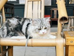 -恩阳古镇