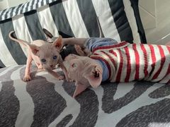 -中农国际动物医院24小时·猫科·骨科·急重症中心