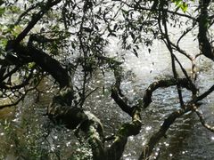 -滴水岩森林公园