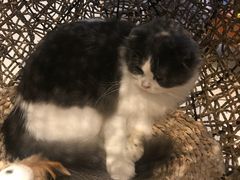 -飞行喵MR PILOT|猫舍·猫咖(静安大融城店)