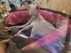 -藏猫猫咖啡主题馆(中央大道店)