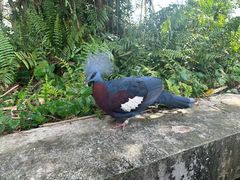 -新加坡飞禽公园