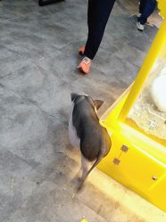 -神奇动物撸宠馆·羊驼·小浣熊·异宠(豫园店)