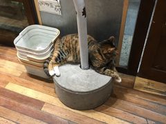 -猫的天空之城概念书店(杭州南宋御街店)