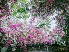 -深圳国际园林花卉博览园